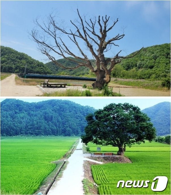 고사한 충북 보은의 500년 된 느티나무(사진 위)와 고사 전 느티나무 모습(사진 아래). © 뉴스1