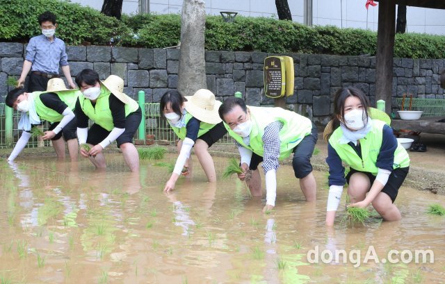 이성희 농협중앙회장(오른쪽에서 두 번째)와 신규직원들이 17일 서울시 중구 농업박물관 앞 체험농장에서 손모내기를 하고 있다. 농협 제공