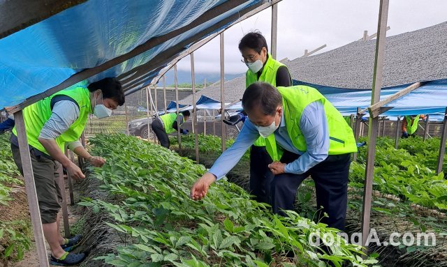 농협중앙회 이규삼 감사위원장(오른쪽)을 비롯한 감사위원회사무처 임직원 20여 명이 18일 강원 춘천시 신북읍 한 인삼 재배농가를 찾아 인삼 씨앗따기 일손돕기를 하고 있다. 농협 제공