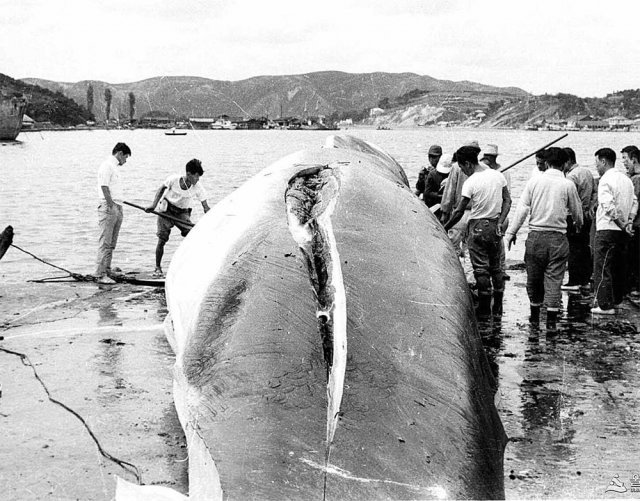 울산 장생포항에서 고래 해체작업을 하는 1960년대 모습. 한국 유일의 포경기지였던 장생포항에는 1986년 상업 포경이 금지되기 전까지 국내 고래고기 수요의 70% 이상을 충당했다. 울산시 제공