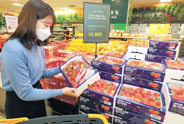 서울 성동구 이마트 성수점에서 한 고객이 ‘새벽에 수확한 딸기’를 고르고 있다. 새벽에 거두어 당일 매장에서 판매된다.