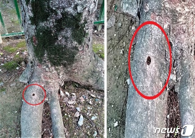 전북 전주시 완산구의 한 아파트 단지에 심어진 나무 35그루에서 드릴 자국으로 보이는 구멍이 발견됐다. 구멍이 난 나무는 대부분 제대로 자라지 못하고 있었다.2021.5.20/© 뉴스1