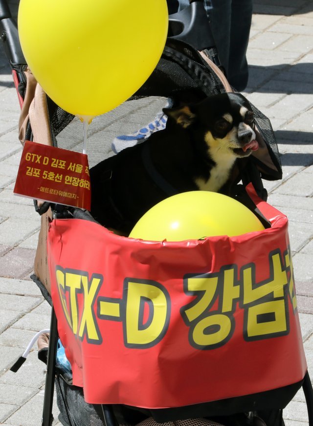 인천 검단·경기 김포 시민들로 구성된 김포검단교통시민연대가 9일 김포시 장기동 라베니체에서 ‘GTX-D서울직결·5호선 김포연장 풍선 챌린지’가 열리고 있다. 한 시민이 데리고 온 강아지 유모차에 풍선이 걸려 있다. 뉴스1