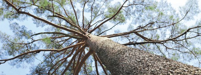 금강소나무는 곧다. 가지는 반공중에 덩그마니 날개를 펴고 있다. 사진은 울진 소광리 금강소나무숲길에 있는 수령 350년의 ‘미인송’.