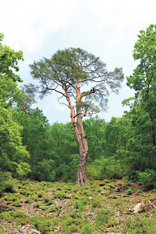 울진 소광리 금강소나무숲길에 있는 대표적 명품 소나무. ‘못난이 소나무’(수령 530년, 높이 23m)