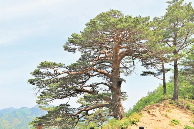 울진 소광리 금강소나무숲길에 있는 대표적 명품 소나무. 대왕소나무(수령 600년 이상 추정, 높이 14m)