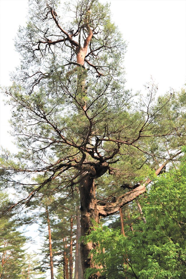 울진 소광리 금강소나무숲길에 있는 대표적 명품 소나무. 오백년소나무(수령 530년, 높이 25m)