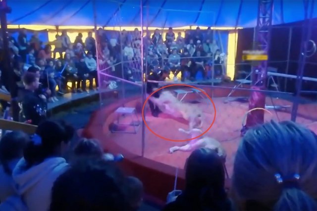 시베리안 타임스 트위터 갈무리