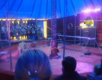 시베리안 타임스 트위터 갈무리