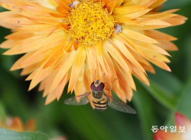 벌이 꿀을 찾아 꽃쪽으로 다가가고 있습니다.
