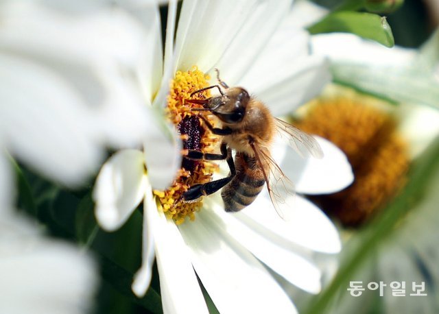 꿀벌이 열심히 꿀을 빨고 있습니다. 서울 광장주변으로 조성된 꽃 밭에서 활동하는 중이랍니다.