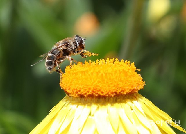 꿀을 채취하던 꿀벌이 잠시 파리처럼 앞발을 비비고 있다. 벌의 다리에 묻은 꽃 가루는 이곳저곳 옮겨다니면서 ‘수분’일 일으킨다.