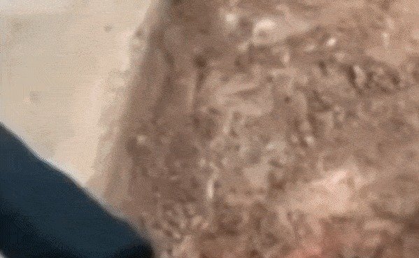 주인이 숨겨둔 마약의 위치를 알린 반려견. (유튜브 갈무리) © 뉴스1