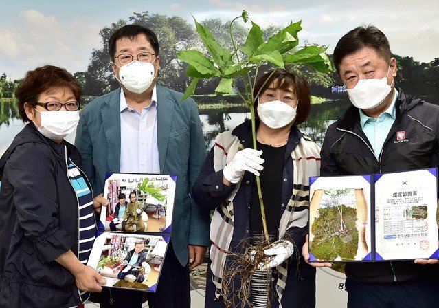 감악산서 채취한 산삼. 제천시 제공=뉴시스