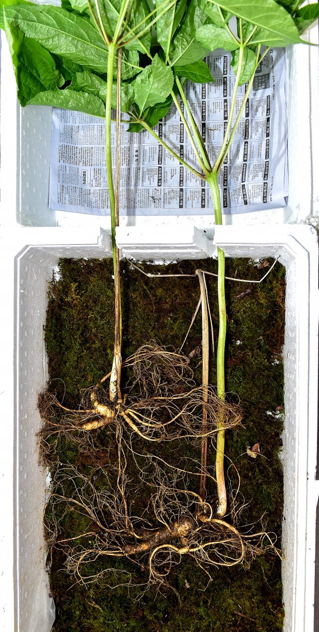 제천 감악산서 발견된 산삼. 독자제공=뉴스1