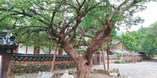 세계문화유산 선암사 600년 수령의 고매 ‘선암매’.