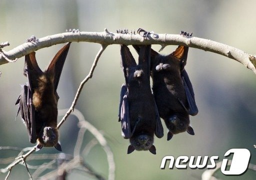 과일박쥐(아래 기사내용과는 무관함). © AFP=뉴스1