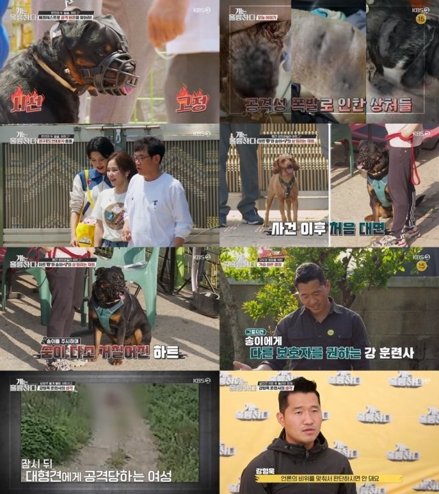 KBS 2TV ‘개는 훌륭하다’ 방송 화면 캡처 © 뉴스1