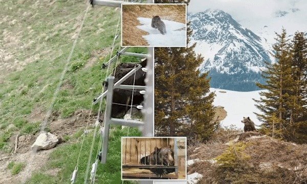 수년간 우크라이나의 서커스 곰이었던 잠볼리나는 이제 스위스의 넓은 자연 속에서 살게 됐다. (데일리메일 갈무리) © 뉴스1