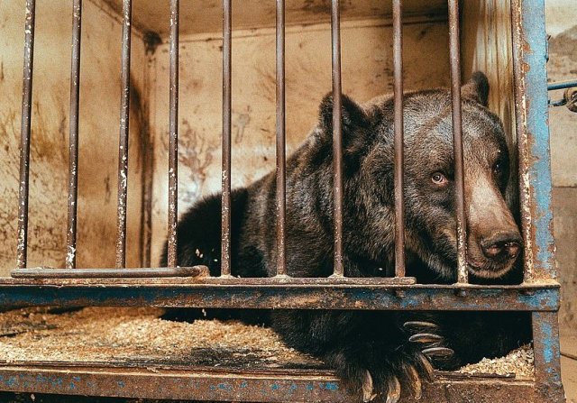 우크라이나에서는 동물 케이지 크기에 대한 최소 규정이 있지만 위반에 대한 모니터링이나 처벌이 없다. (데일리메일 갈무리) © 뉴스1