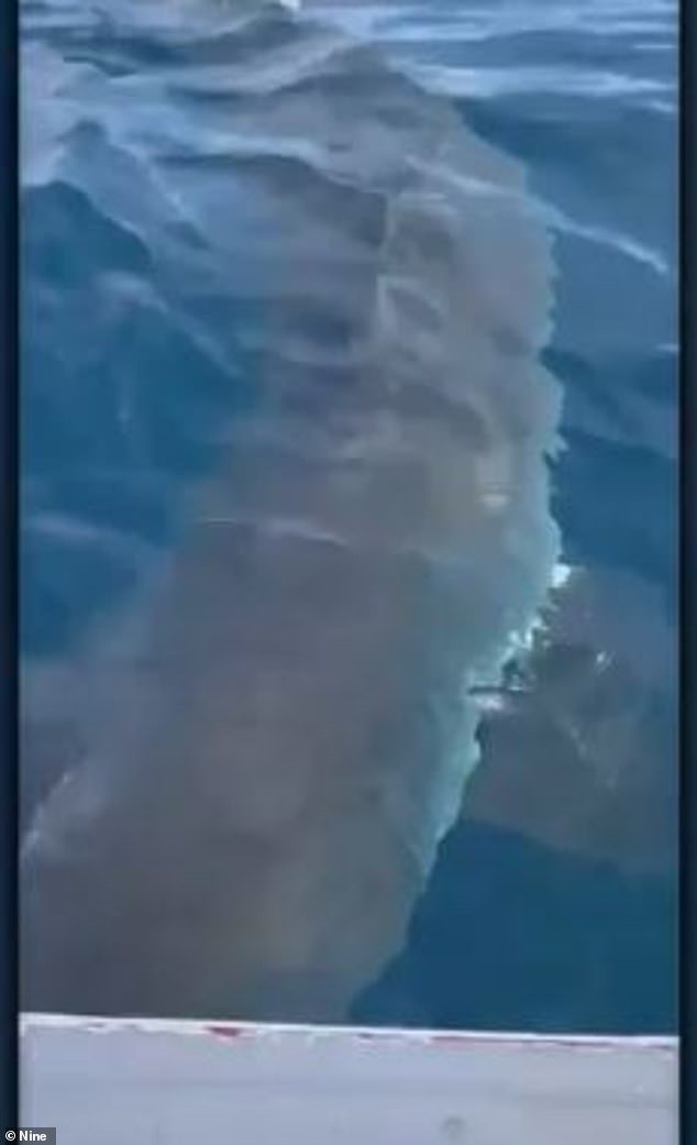 어부들이 마주친 백상아리는 배 주변을 배회하다 갑자기 공격적으로 변했다. (데일리메일 갈무리) © 뉴스1