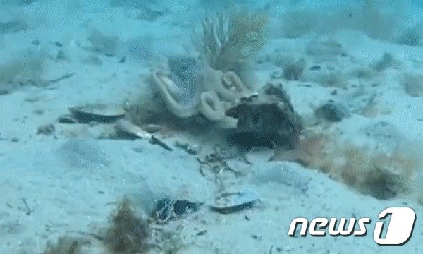 호주의 한 수중다이버가 최근 촬영한 문어들의 짝짓기 모습. (유튜브 갈무리) © 뉴스1