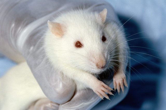 스탠퍼드대 실험실에서는 쥐의 혈액을 활용한 각종 실험을 통해 회춘의 단서를 찾아내고 있다. 사진은 기사 내용과 직접 관련은 없음. 동아일보 DB