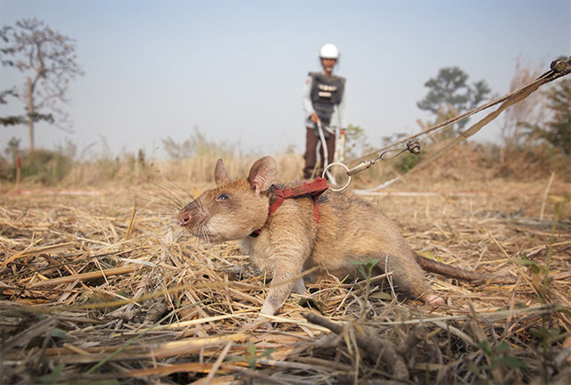 5년간 캄보디아에서 지뢰 71개와 불발 병기 38개 등을 찾아내 사람들의 생명을 구한 아프리카큰주머니쥐 ‘마가와’가 이달 은퇴한다. 아포포 제공