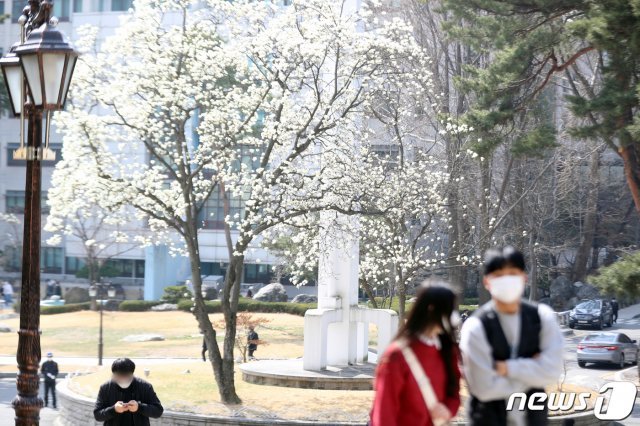 지난 3월23일 서울 동대문구 경희대학교 서울캠퍼스에서 학생들이 목련꽃 사이로 발걸음을 옮기고 있다./뉴스1 © News1