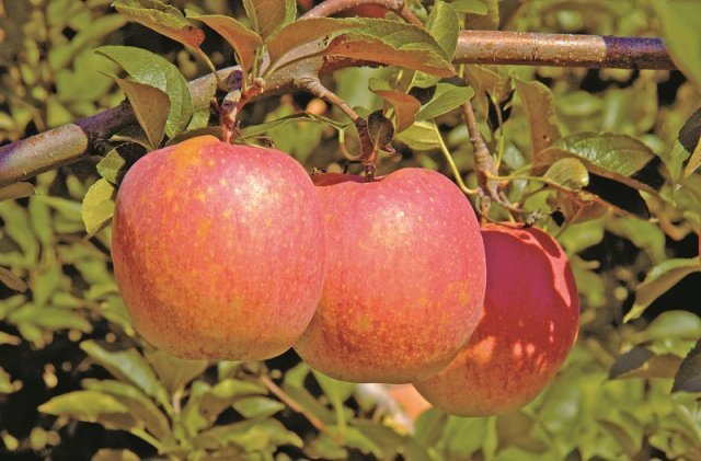 1980년 우리나라 최초로 육종을 시작한 사과 중 하나인 ‘감홍’의 모습. 12년의 연구 끝에 개발된 이 사과는 단맛이 강하고 붉은 사과로 일본 품종 ‘양광’을 대신하고 있다. 농촌진흥청 제공