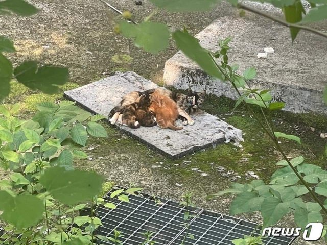 서울 송파구 올림픽공원에 살던 고양이.(케어 페이스북 갈무리) © 뉴스1