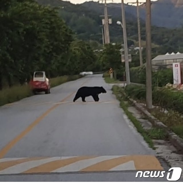 전북 남원시 산동면 한 도로에 출몰한 반달가슴곰.(독자 정준균씨 제공)2021.6.18 © 뉴스1