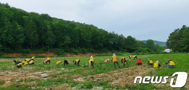 무안군 양파밭의 일손돕기 모습. 기사와는 관련 없음© 뉴스1