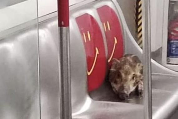 지하철 노약자석에서 쉬고 있는 멧돼지. (페이스북 갈무리) © 뉴스1