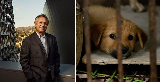 한국 개고기 산업 실태를 다룬 다큐멘터리 ‘누렁이’를 만든 미국 드라마 제작자 케빈 브라이트(왼쪽 사진). 개농장에서 사육된 강아지가 울타리 밖을 쳐다보고 있다. 저스트 브라이트 프로덕션스 제공