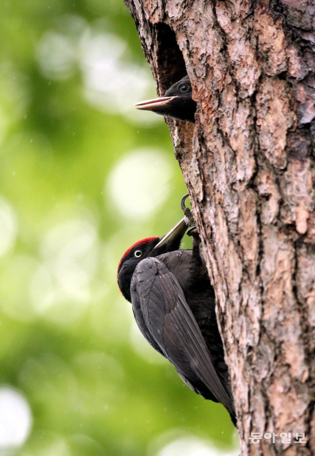 강원 원주시 한 야산에 둥지를 튼 천연기념물 242호 까막딱따구리가 새끼에게 먹이를 잡아다 주고 있다. 2010년 5월 22일 촬영