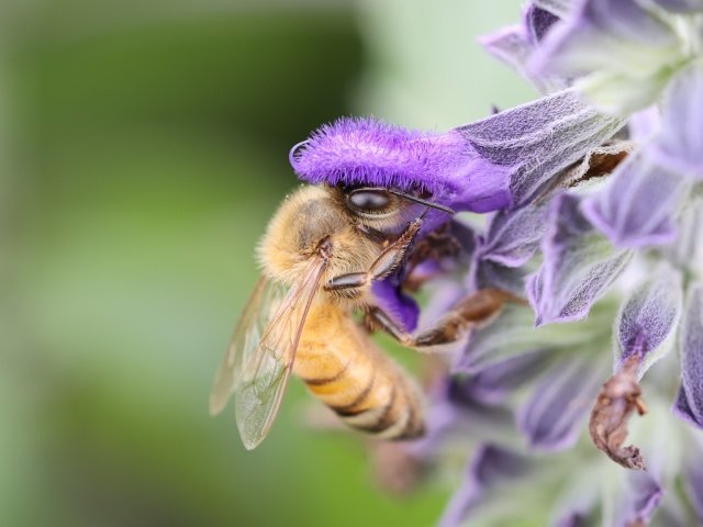 캐논 RF 100mm F2.8L Macro IS USM 예제 (출처 : IT동아)