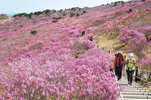 참꽃이 만개한 비슬산 참꽃군락지. 달성군 제공