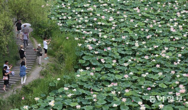 세미원을 찾은 관람객들이 6일 만개한 연꽃을 감상하고 있다. 2014년 7월 6일 촬영. 박영대 기자 sannae@donga.com