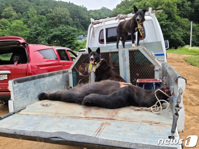 용인시의 한 사육농장을 탈출했다 사살된 반달가슴곰.(독자 제공) © News1