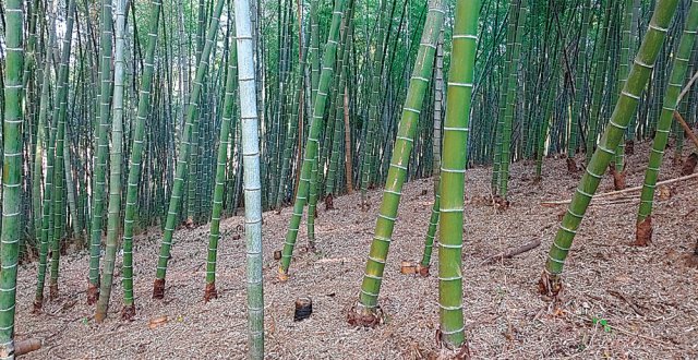 경남 사천시 곤양면 대밭고을 영농조합법인이 정비를 마친 건강한 대나무 숲. 대밭고을 제공