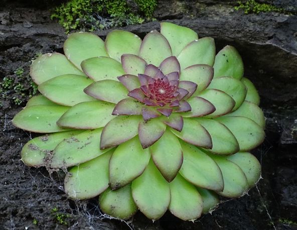 진주바위솔. 산림청 국립산림과학원