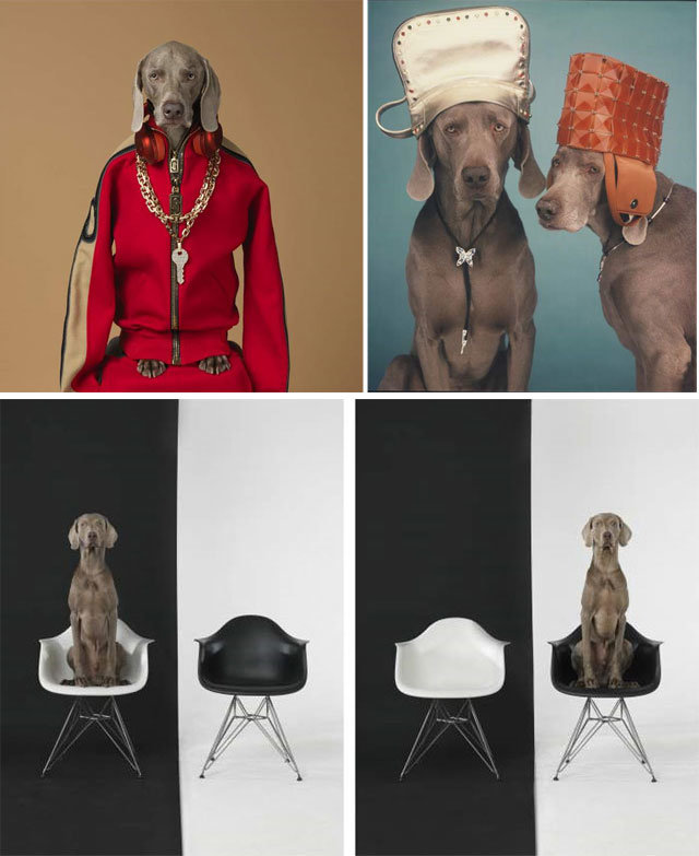 위 왼쪽 사진부터 ‘키’(2017년), 위 오른쪽 사진 ‘모자와 목걸이를 한 개’(2000년), ‘좌우흑백’(2015년). 의인화된 개는 ‘캐주얼’에서 세련됐지만 지루해 보이는 현대인의 삶을 표현한다. ‘키’에서는 유명 브랜드 마크 제이컵스의 옷을 입고 있다. 인내력이 강한 것으로 알려진 바이마라너는 ‘모자와 목걸이를 한 개’와 ‘좌우흑백’에서 균형 잡힌 자세를 취하고 있다.

윌리엄 웨그만 제공