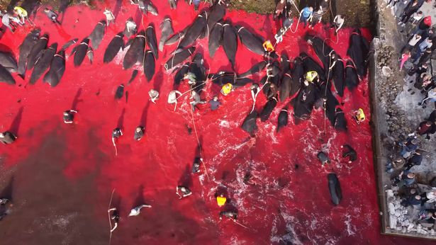 수백 마리의 돌쇠고래의 피로 물든 페로제도 해변. 국제 비영리조직 ‘시 셰퍼드(Sea Shepherd)’
