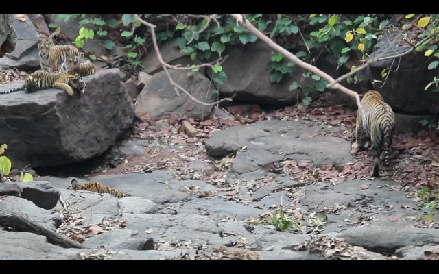 새끼들을 양육하는 수컷 호랑이. 트위터 ‘Panna Tiger Reserve’ 갈무리