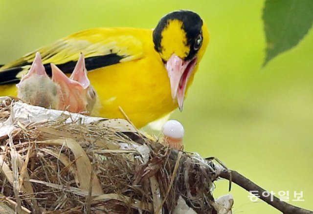 경기 하남시 나무고아원에 둥지를 튼 꾀꼬리 어미가 새끼 배설물을 치우고 있다.  2013년 7월 11일 촬영.