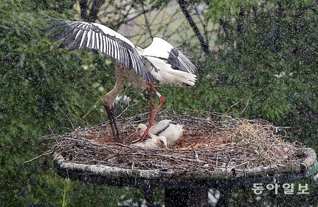 “내가 너희의 우산이다” 충남 예산군 황새공원 둥지 위에서 어미황새가 날개를 펴 새끼들이 비를 맞지 않도록 막아주고있다. 2016년 6월 27일 촬영.