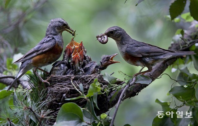 경기 과천시 관악산 기슭에 둥지를 튼 되지빠귀가 새끼들에게 먹이를 주고 있다. 2018년 5월 13일 촬영.