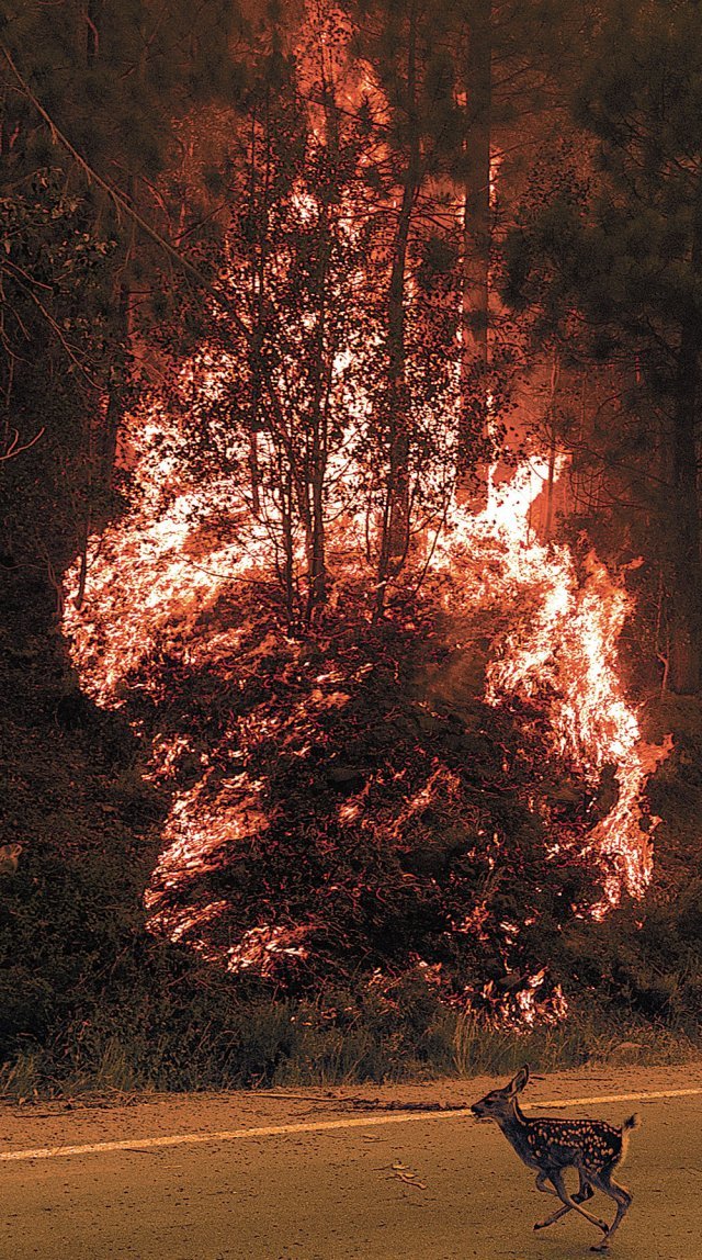 8일 미국 캘리포니아주 플루머스 국유림에서 화재가 발생해 숲이 불타고 있다. 작은 사슴이 불길을 피해 도망치고 있다. 플루머스=AP 뉴시스