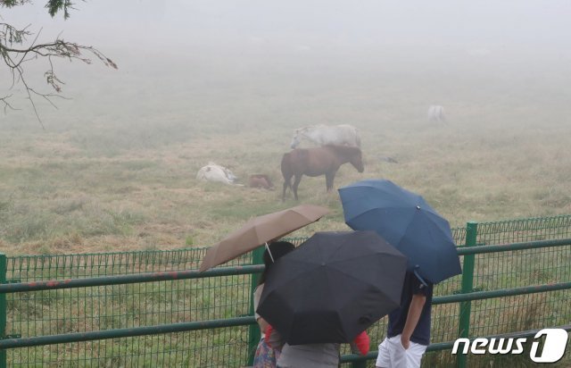 안개가 짙게 낀 제주시 용강동 마방목지에서 관광객들이 우산을 쓰고 제주마를 구경하고 있다. © News1